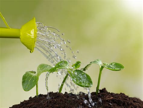 水澆太多怎麼辦|澆水過多的植物這樣挽救，爛根的植物也能重新恢復健。